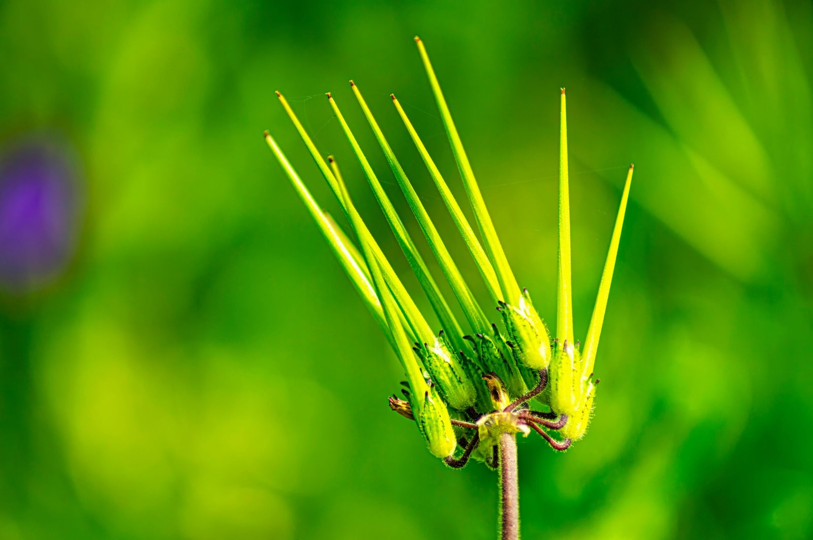 a close up of a small green plant